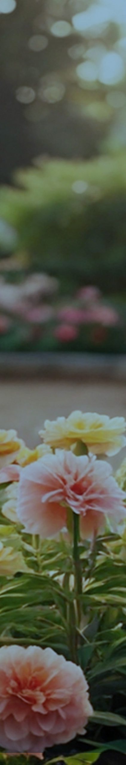 Flower background mobile